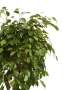 Фикус Экзотика переплетенный 30/150 см в CANTO STONE HIGH 40