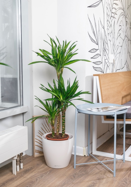 Драцена Рики 3 ствола 21/100 см