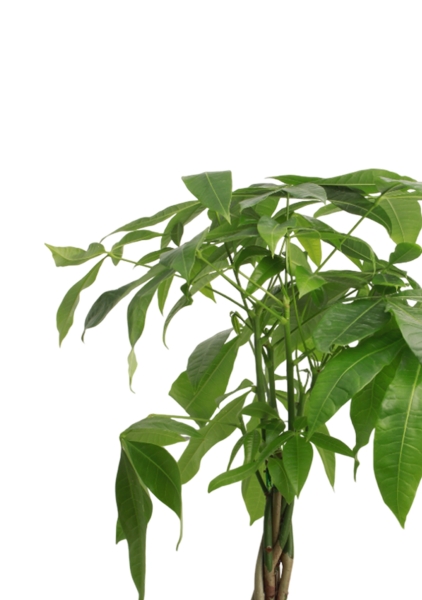 Пахира Акватика косичка 14/50 см в CLASSICO COLOR 18