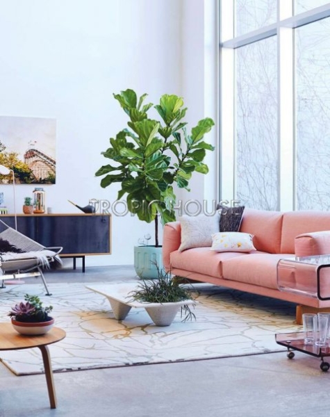 Фикус Лирата на стволе 34/160 см