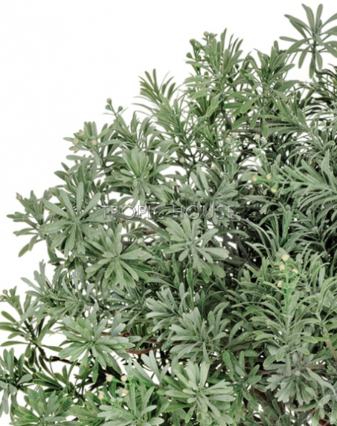 Кроссостефиум (Миллер) шар