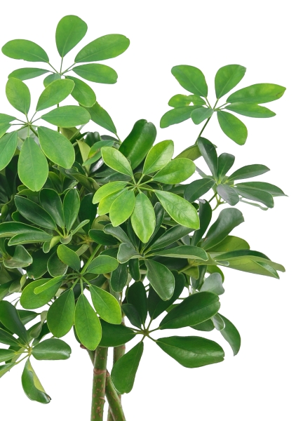 Шеффлера Компакта переплетенная 17/50 см