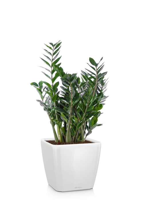 Замиокулькас в QUADRO LS 28, белый блестящий