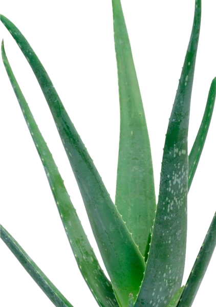 Алоэ Вера в CUBE GLOSSY KISS 14