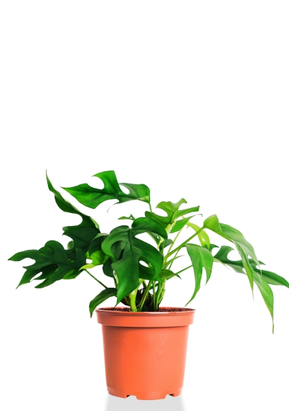 Монстера Рафидофора Минима 12/20 см