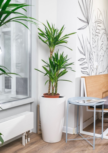 Драцена Рики 3 ствола 21/100 см