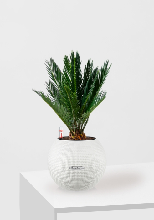 Цикас в PURO 20, белый