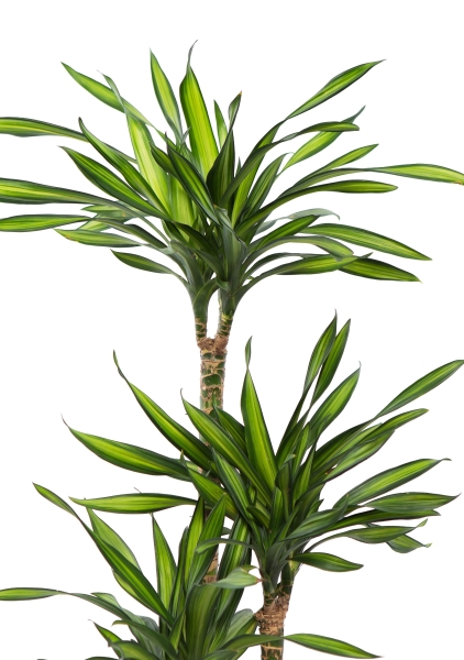 Драцена Рики 3 ствола 21/100 см