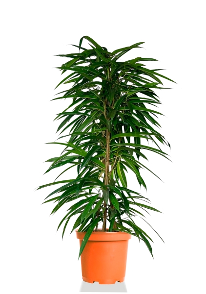 Фикус Али пирамида 24/120 см Фикус Али пирамида 24/120 см