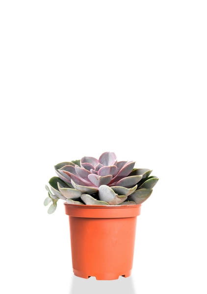 Эхеверия цветной микс 9/15 см Эхеверия цветной микс 9/15 см