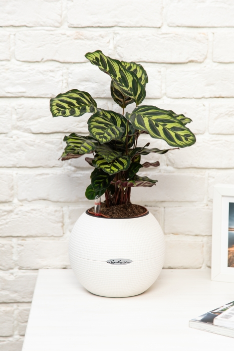 Калатея Макояна в PURO 20