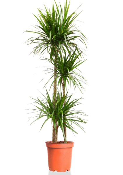 Драцена Маргината 3 ствола 24/140 см