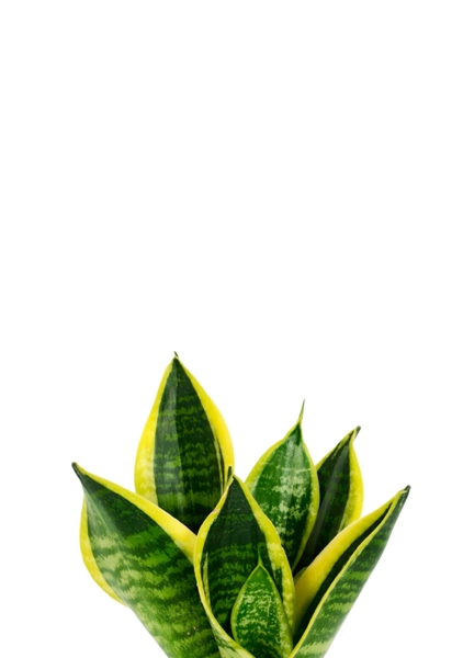 Сансевиерия Футура Суперба 7/10 см в MINI DELTINI 10