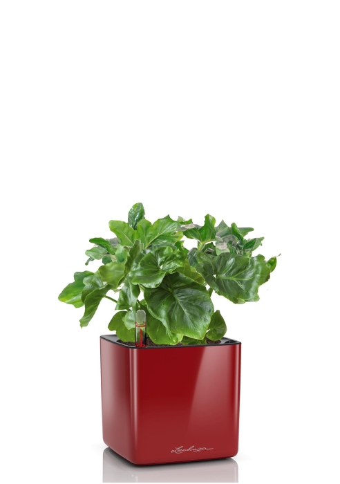 Филодендрон Атом в CUBE GLOSSY 14, ярко-красный блестящий