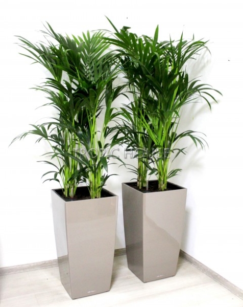 Ховея Кентия 24/130 см