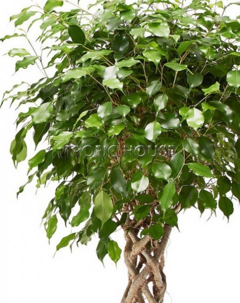 Фикус цилиндр в RONDO 40