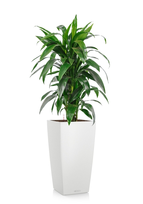 Драцена Джанет Крейг CUBICO 30/140 см, Белый