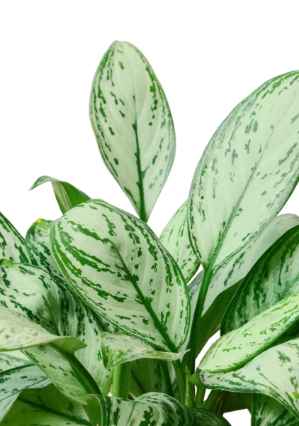 Аглаонема Мария Кристина 12/30 см