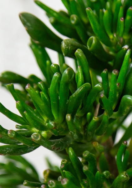 Крассула Хоббит 30/60 см в CUBICO 30