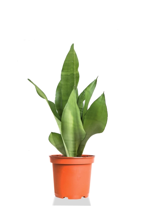 Сансевиерия Муншайн 12/35 см