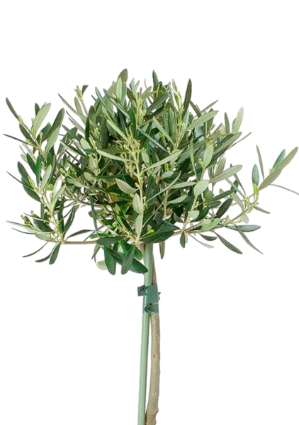 Олива на стволе в CUBICO 22