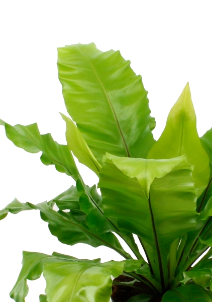 Асплениум Нидус 19/50 см