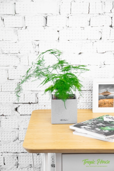 Аспарагус в CANTO STONE 14