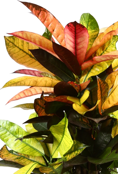 Кротон Мистер Айкетон в CUBICO 30