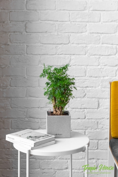 Полисциас в CANTO STONE 14