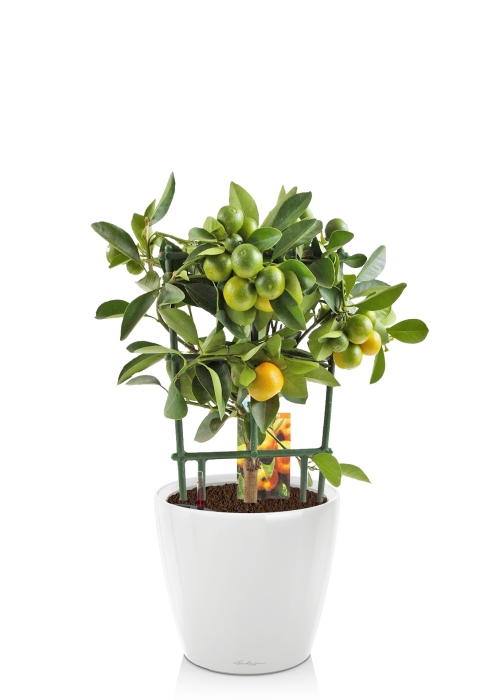 Цитрус Каламондин на решетке 15/45 см в CLASSICO LS 21, белый блестящий