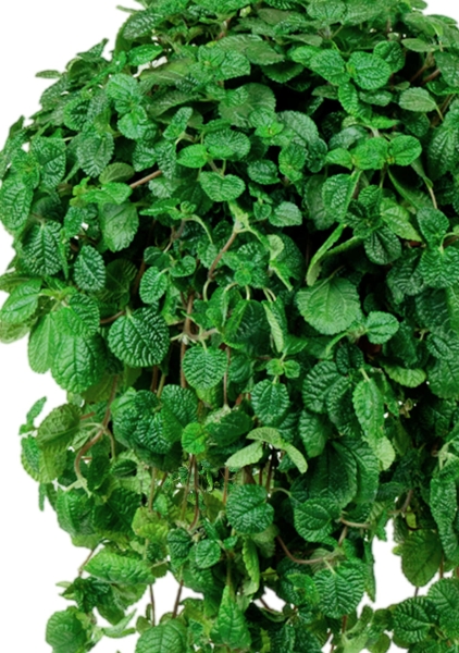 Пилея Монетолистная 23/40 см Пилея Монетолистная 23/40 см