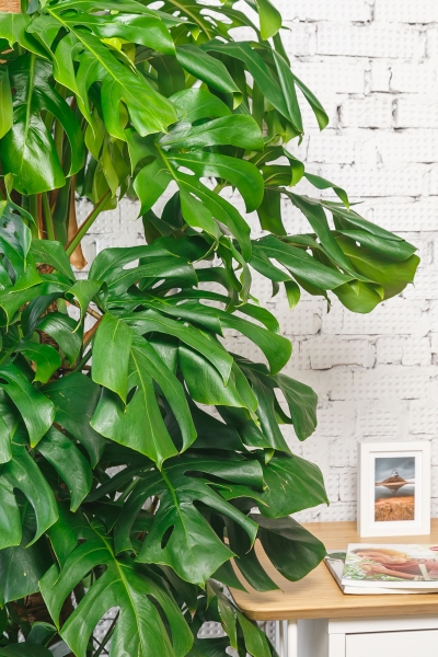 Монстера на опоре 35/180 см