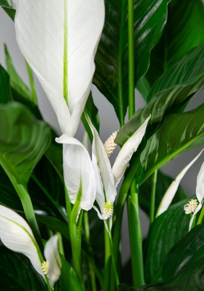 Спатифиллум Свит 24/110 см Спатифиллум Свит 24/110 см