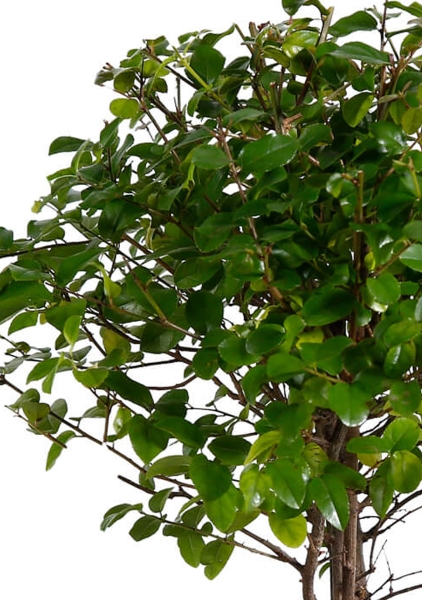 Бонсай микс 20/30 см