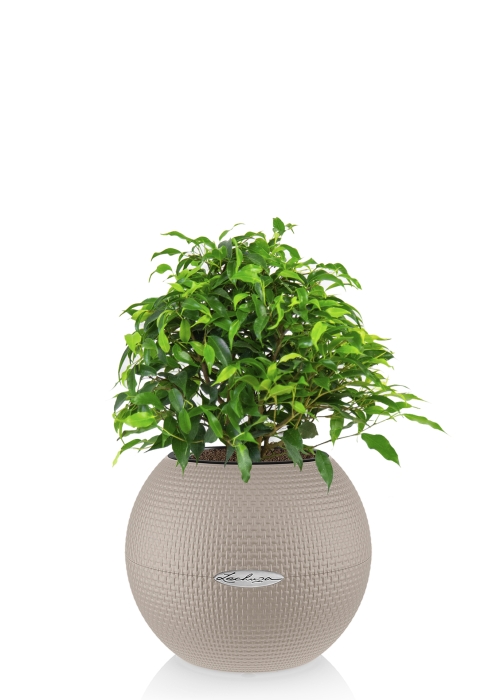 Фикус Грин Кинки в PURO 20, песочно-коричневый