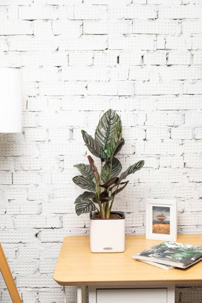 Калатея Сандериана 14/35 см в CUBE COLOR 16