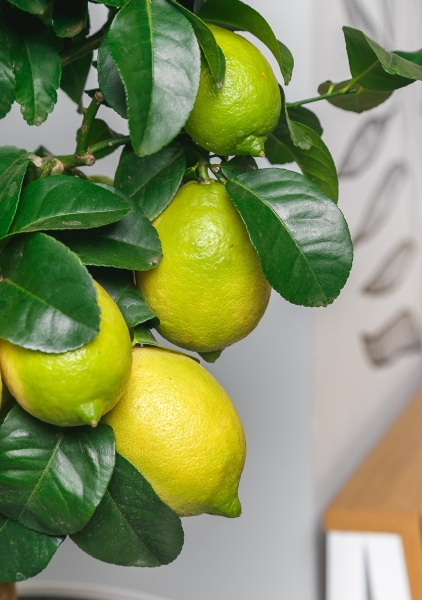 Цитрофортунелла Лимон на стволе 24/120 см