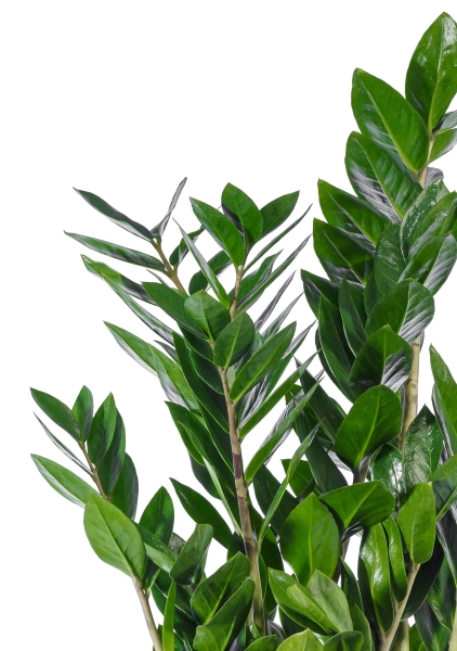 Замиокулькас 17/65 см в QUADRO LS 21