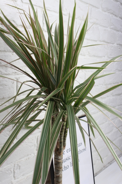 Драцена Маргината Биколор 1 ствол 17/70 см