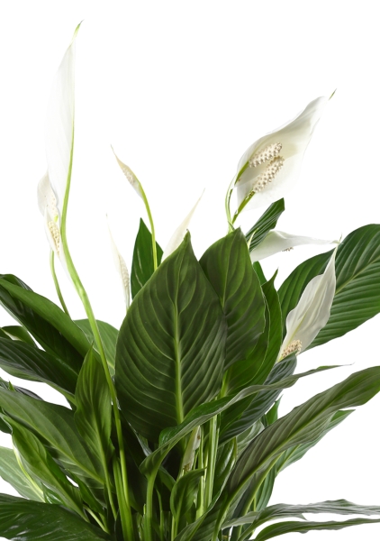 Спатифиллум 17/70 см в LAMELA Juka 19x19 Спатифиллум 17/70 см в LAMELA Juka 19x19