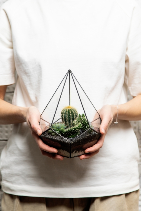 Флорариум - мини капля с кактусами и суккулентами