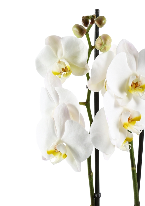 Фаленопсис Кэмбридж в ORCHIDEA 18