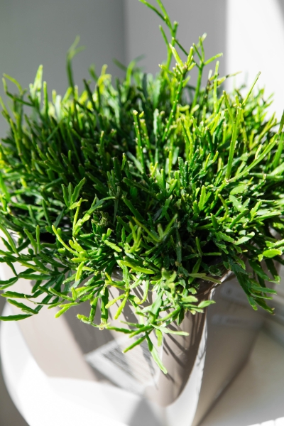 Рипсалис подвесной 17/30 см в CLASSICO 18 Рипсалис подвесной 17/30 см в CLASSICO 18