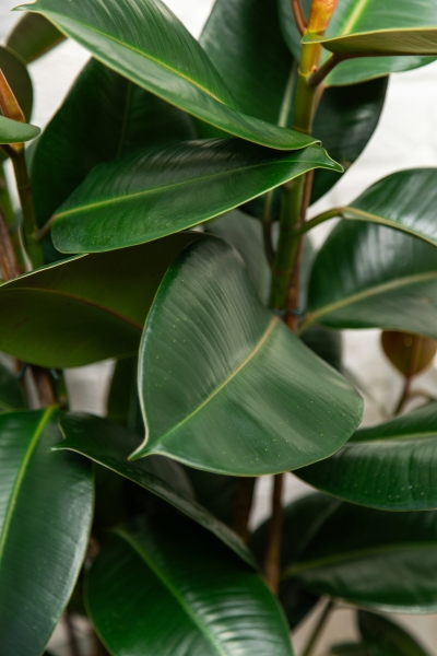 Фикус Эластика Робуста 3 ствола 27/100 см Фикус Эластика Робуста 3 ствола 27/100 см