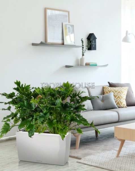 Филодендрон Селлоу в CARARO 75