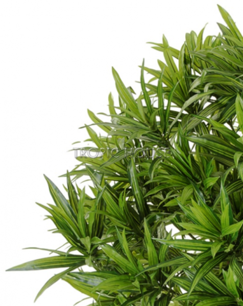 Драцена Рефлекса Ямайка