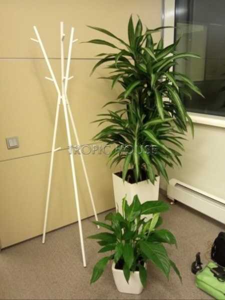 Опора для растений бамбуковая