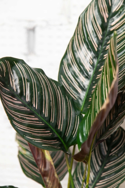 Калатея Сандериана 14/35 см в CUBE COLOR 16