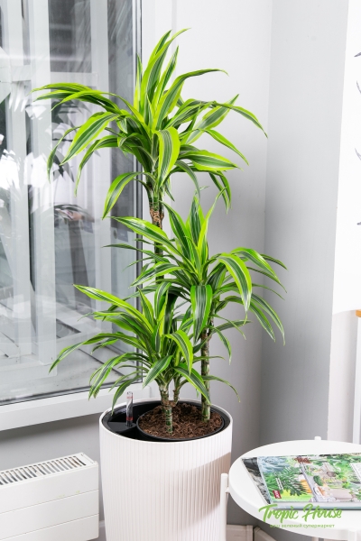 Драцена Лемон Лайм 3 ствола 21/100 см