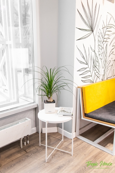 Нолина Спутник 12/40 см в CUBE COLOR 14